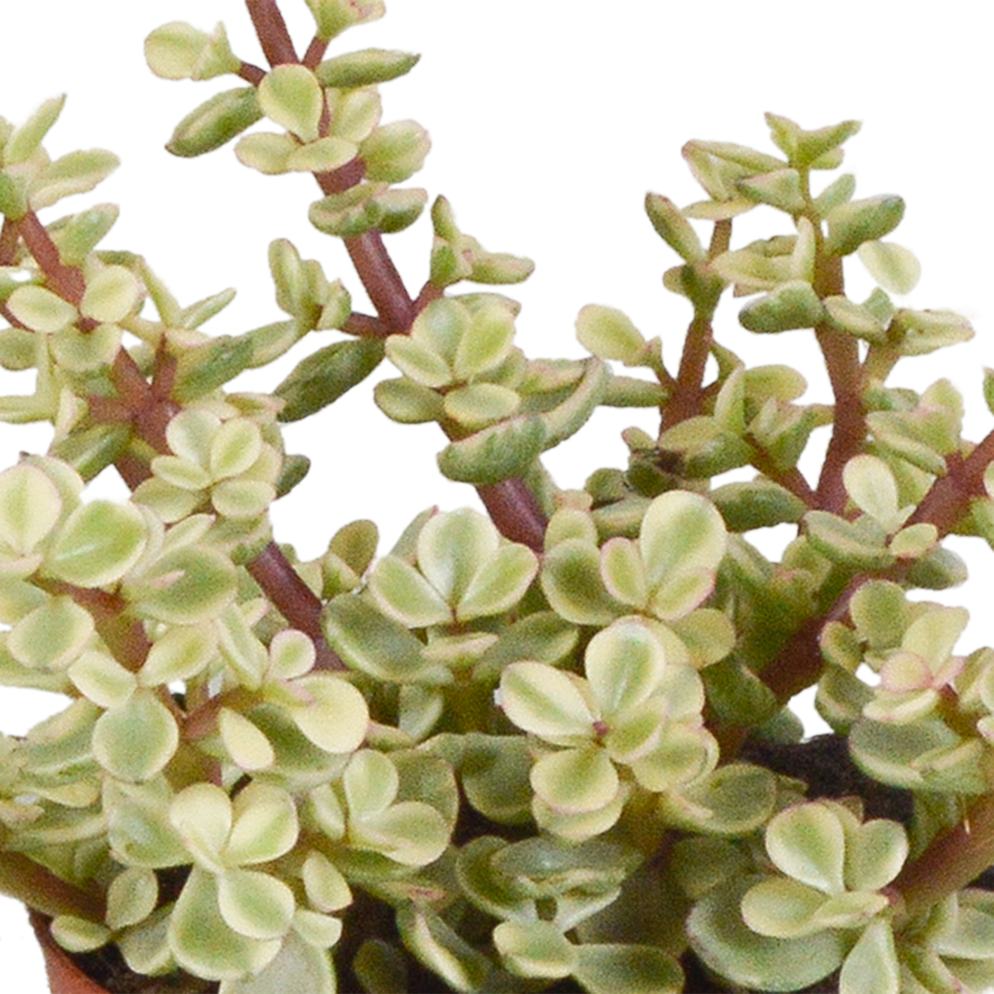 3x Mélange de crassulas - en pot terracotta - Ø8,5cm - ↕18cm - Plantes d’intérieur - Image 5