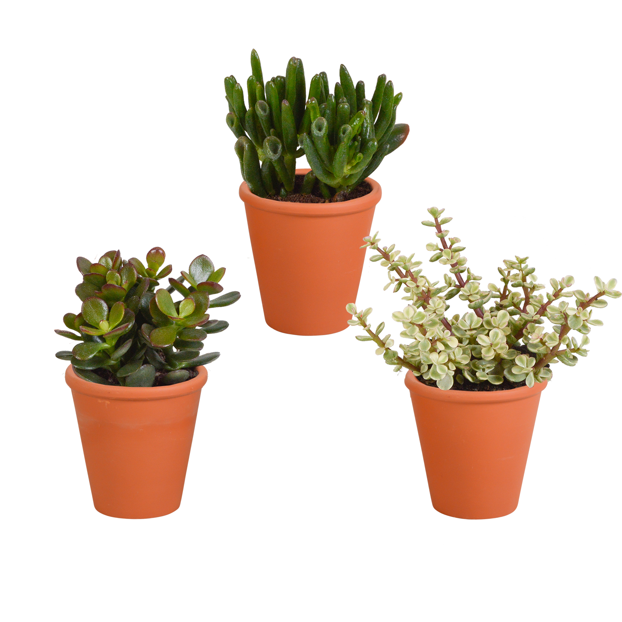 3x Mélange de crassulas - en pot terracotta - Ø8,5cm - ↕18cm - Plantes d’intérieur