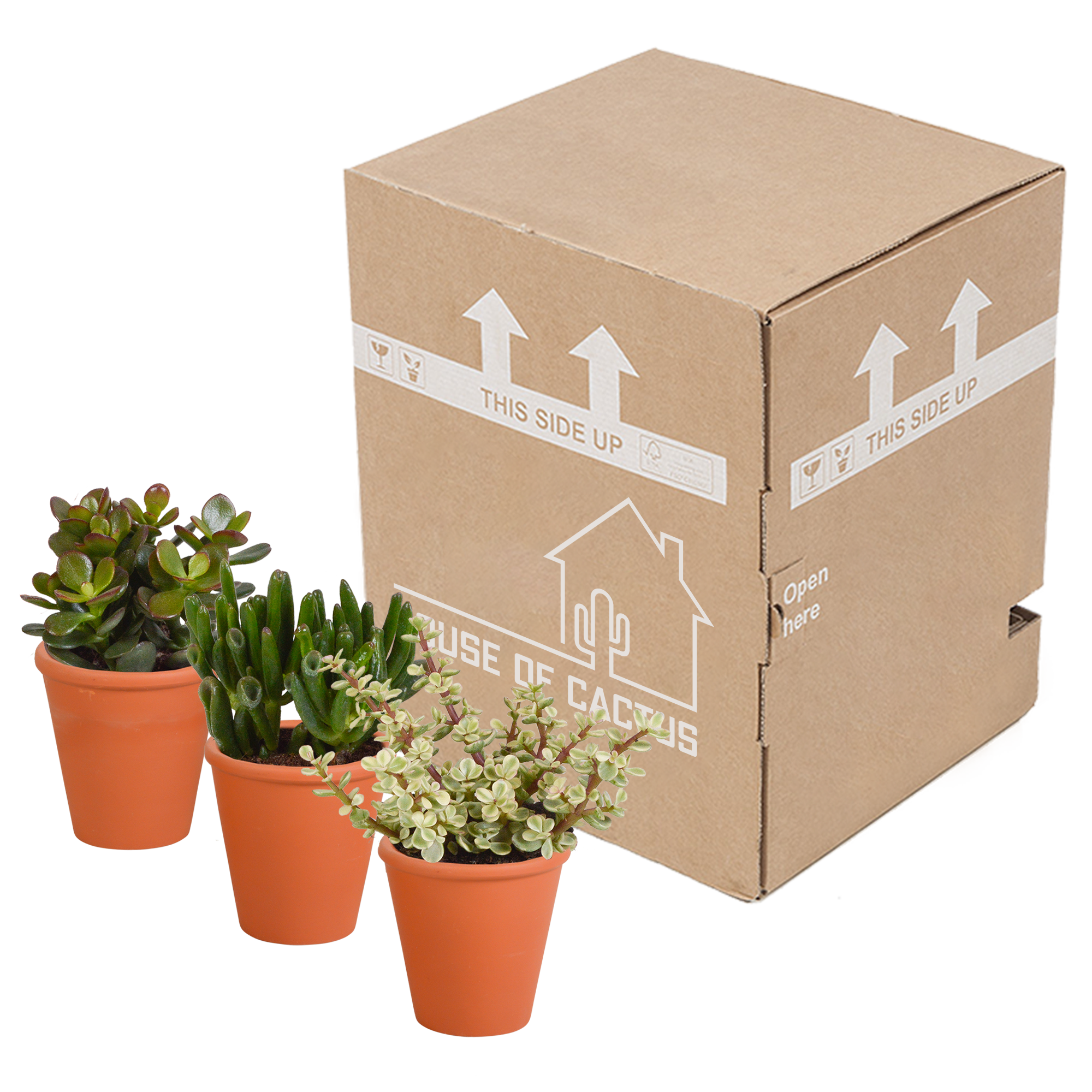 3x Mélange de crassulas - en pot terracotta - Ø8,5cm - ↕18cm - Plantes d’intérieur - Image 3