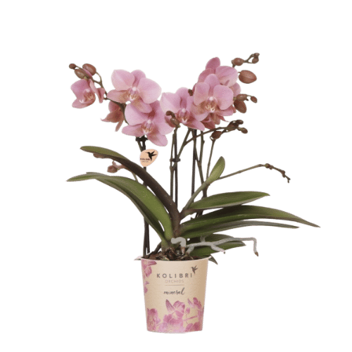 Orchidée Phalaenopsis 'Jewel Treviso' vieux rose - Pot de 9cm - Plantes d'intérieur - Image 1