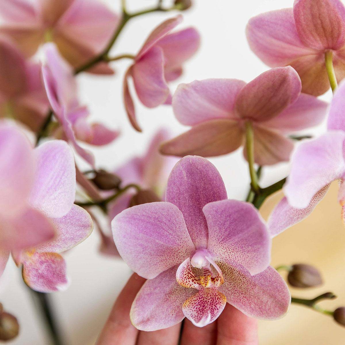 Orchidée Phalaenopsis 'Jewel Treviso' vieux rose - Pot de 9cm - Plantes d'intérieur - Image 2