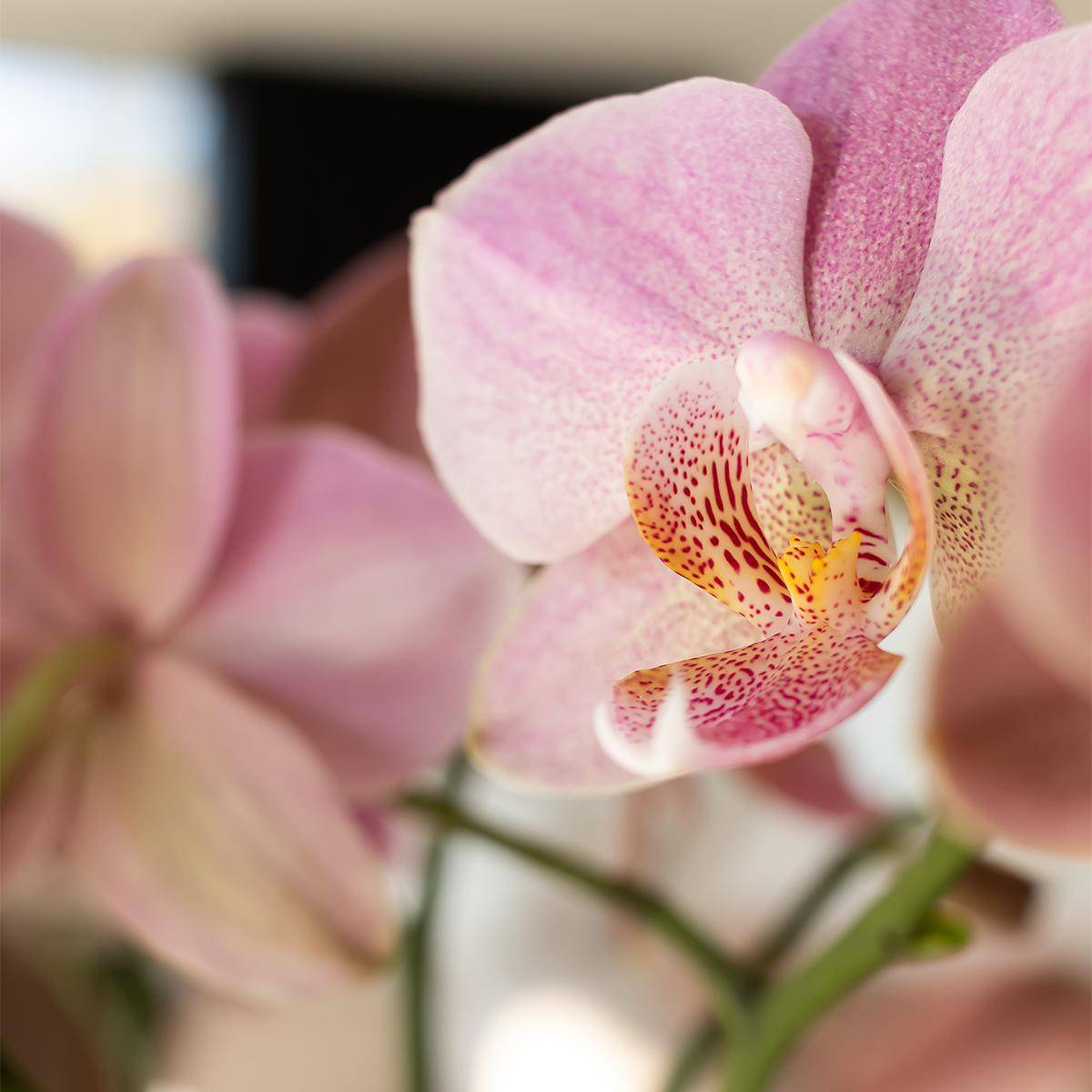 Orchidée Phalaenopsis 'Jewel Treviso' vieux rose - Pot de 9cm - Plantes d'intérieur - Image 7