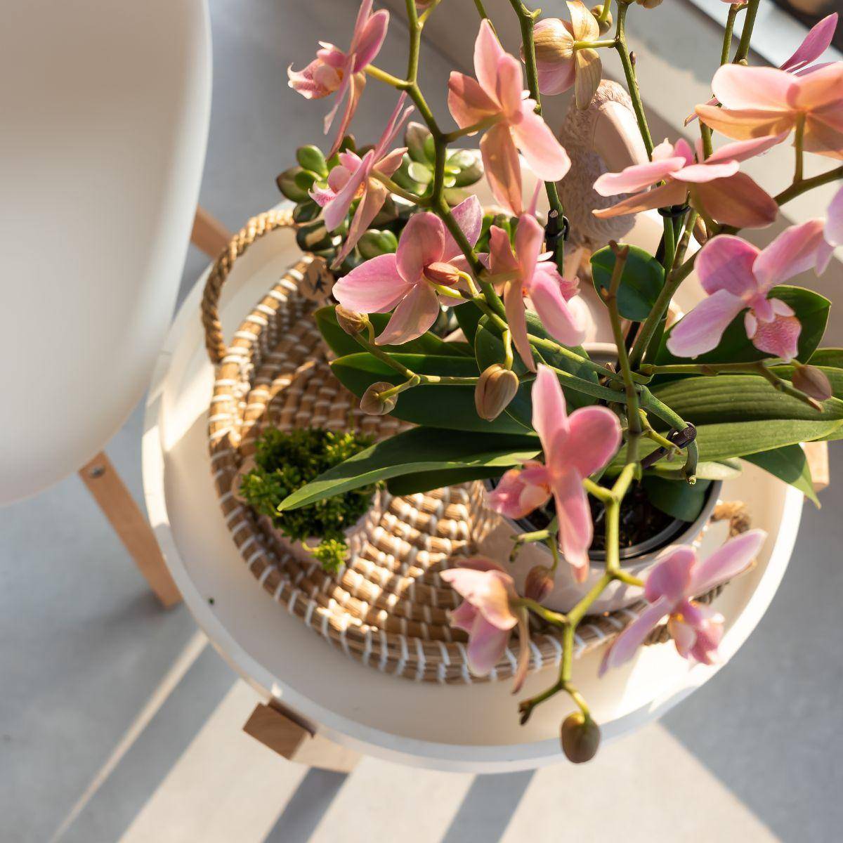 Orchidée Phalaenopsis 'Jewel Treviso' vieux rose - Pot de 9cm - Plantes d'intérieur - Image 5