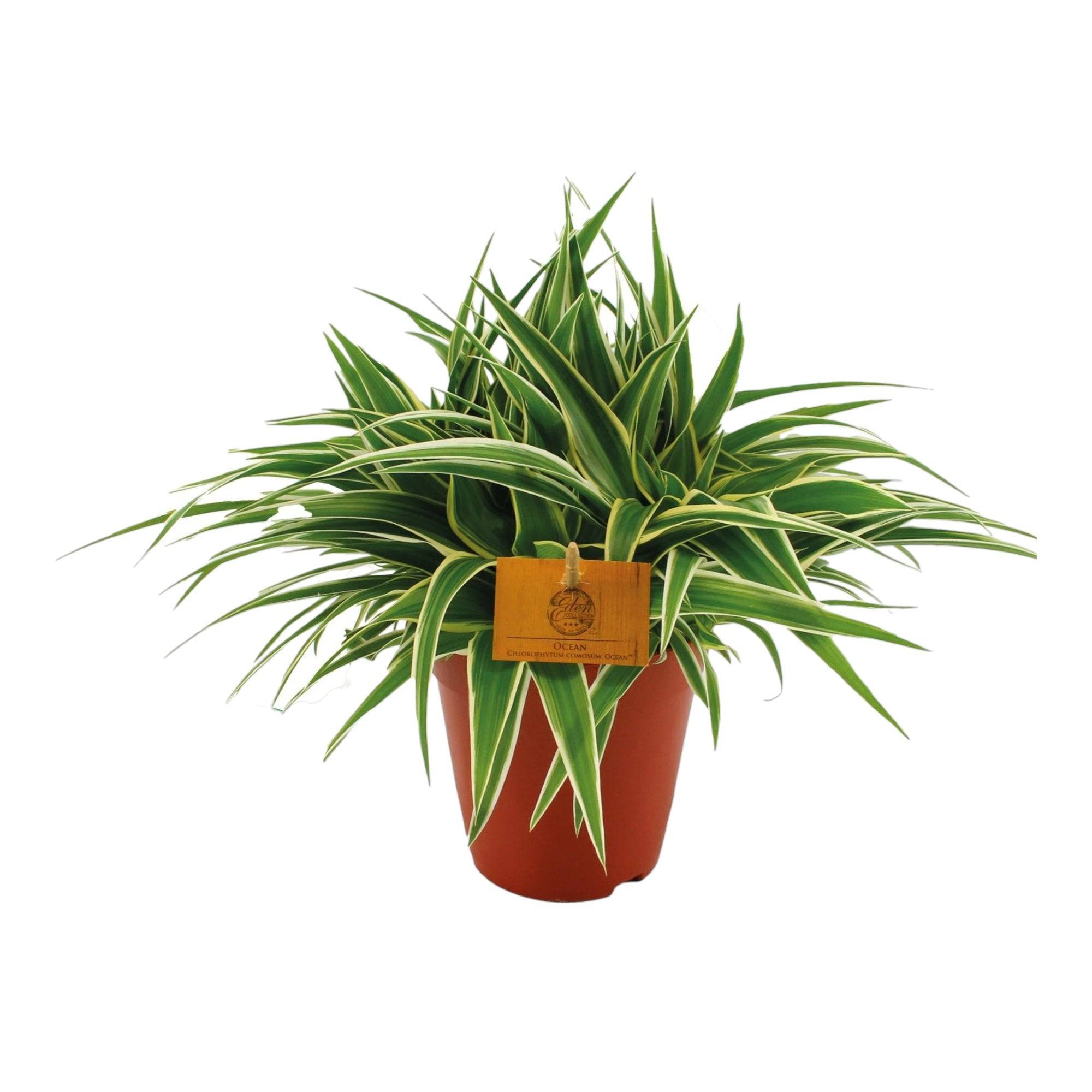 Chlorophytum 'Ocean' 25cm - Plante d'intérieur- La Green Touch - Image 2