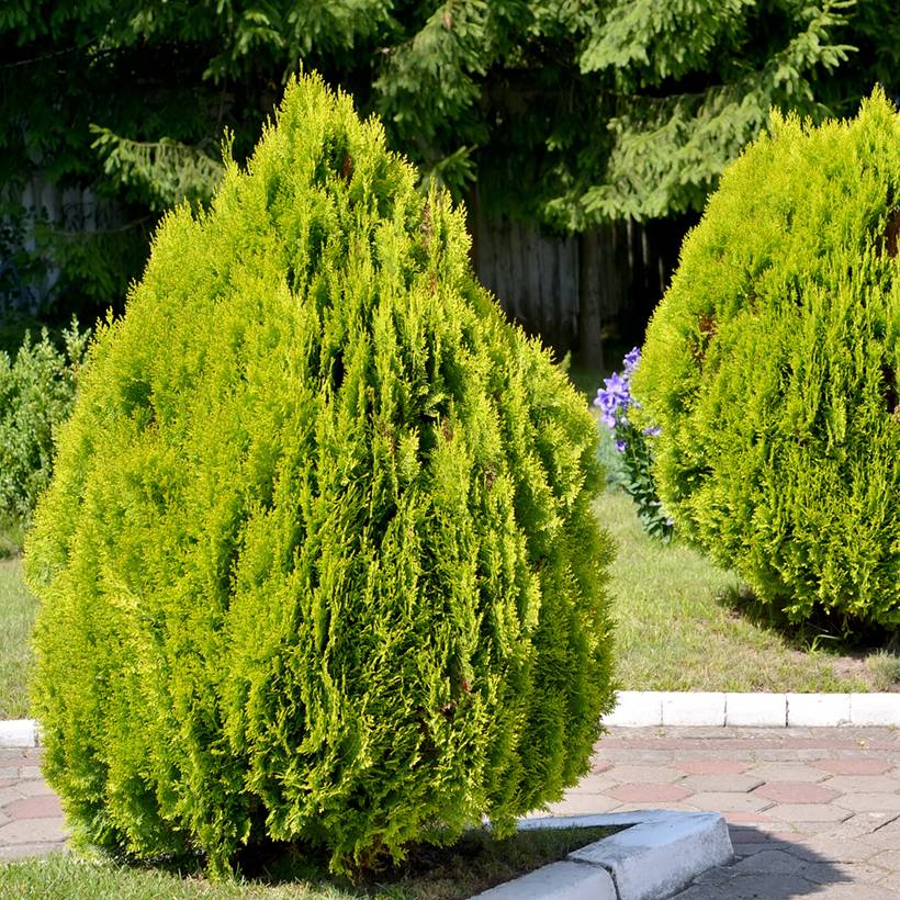 Thuya d'Orient - Thuja orientalis Pyramidalis Aurea Pot de 2L/3L
