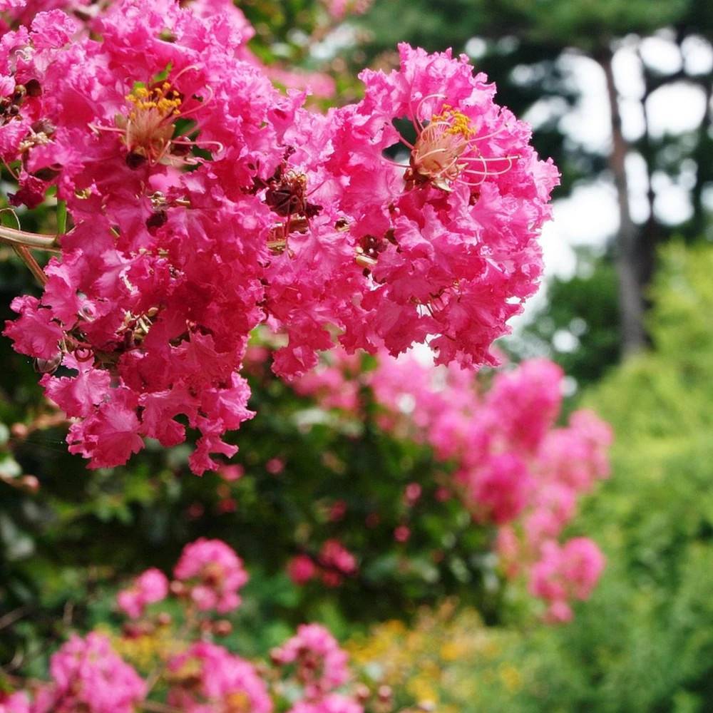 Lilas des Indes Bergerac®, Lagerstroemia à fleurs Rose/Rouge - feuillage Caduc - Pot de 15L - 1/2 tige - Image 1