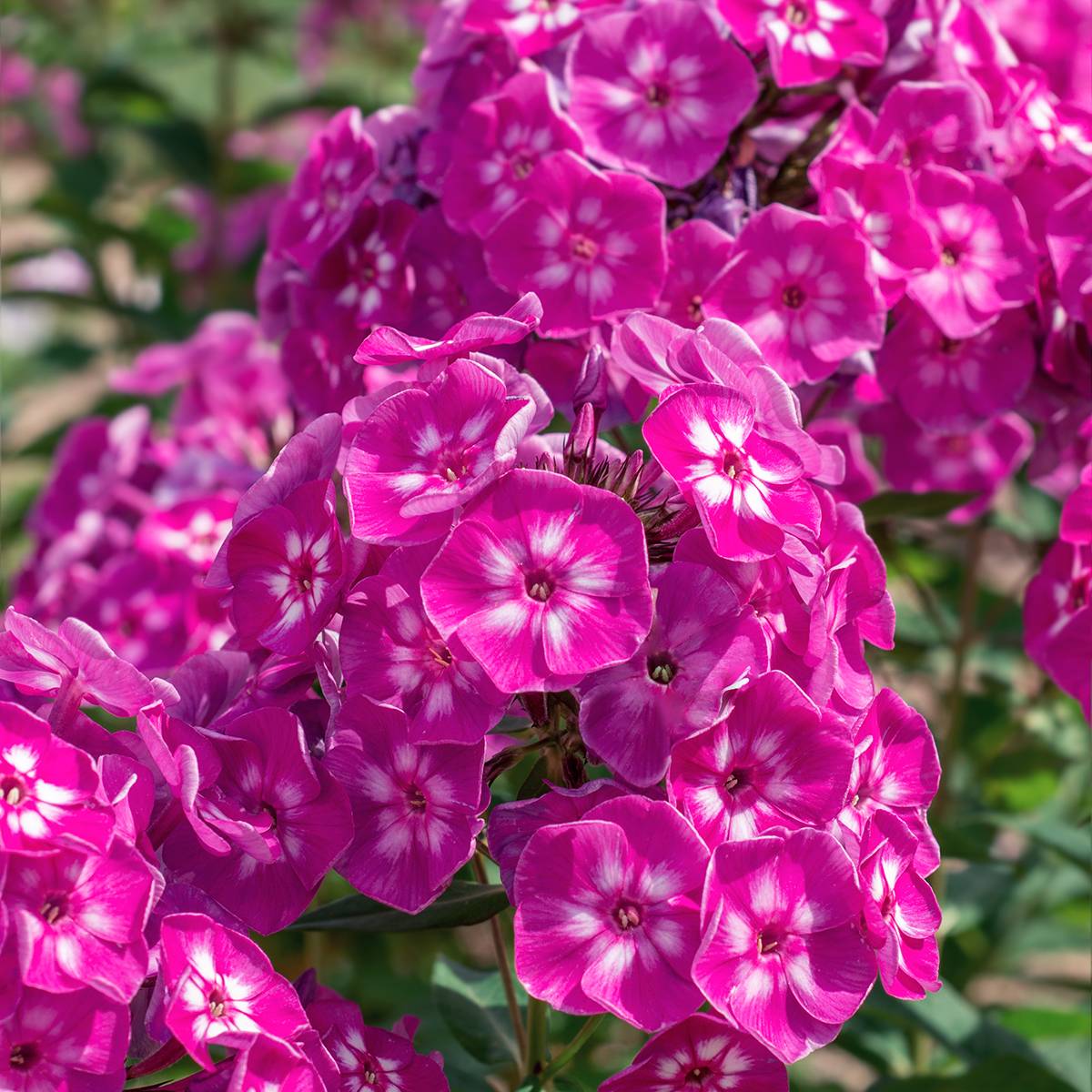 Promesse de Fleurs - Phlox paniculata Bambini Sweet Tart Pot de 2L/3L