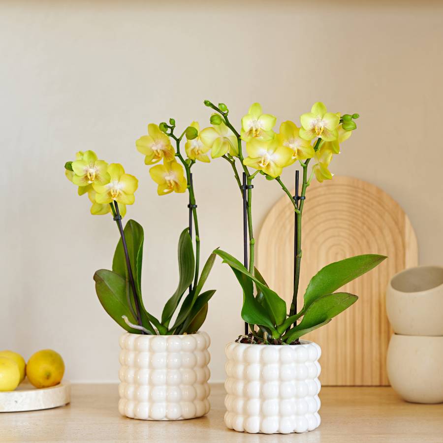 Set Poppy Blanc Jaune - D9 H35cm - Image 1