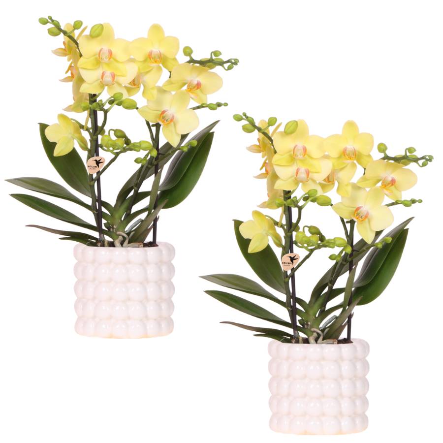 Set Poppy Blanc Jaune - D9 H35cm - Image 2
