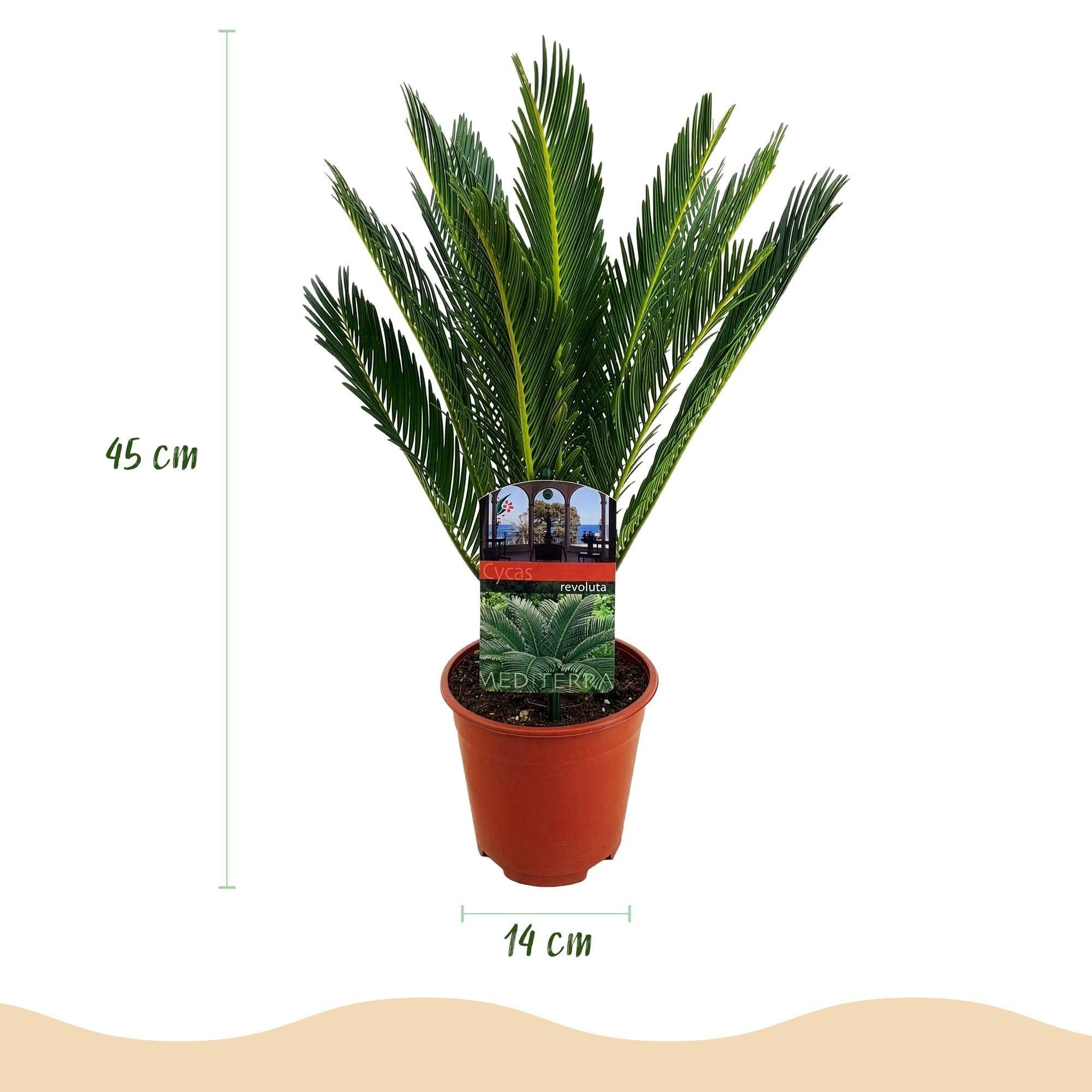 Cycas Revoluta - D14 H45cm - Image 2