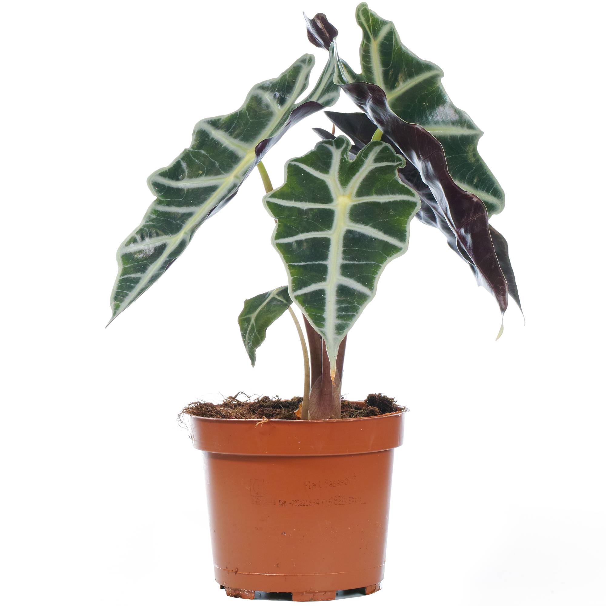 Gardenersdream - Alocasia Polly Plante Oreille D’Éléphant Plante D’Intérieur En Pot Pour La Maison Ou Le Bureau - GardenersDream - Image 1
