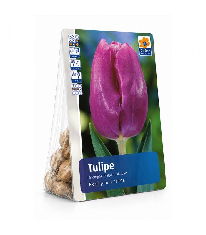 Tulipe Purple Prince Sgaravatti 6 bulbes pourpres, floraison printanière compacte idéale en massif - 617144 - Image 2
