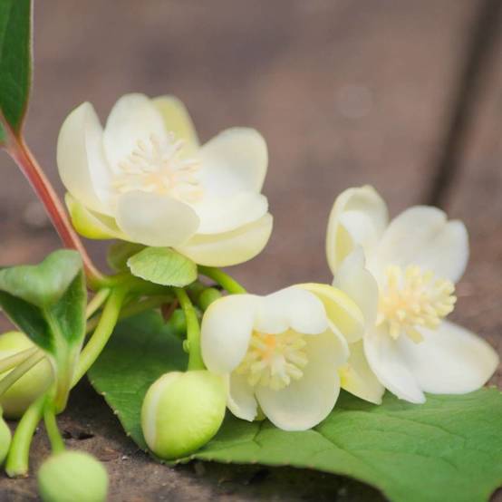 Magnolia grimpant à grandes fleurs, Schisandra à fleurs Blanche - feuillage Persistant - Godet - 5/20 cm- hauteur à maturité De 5,00 m à 10,00 m - Image 3