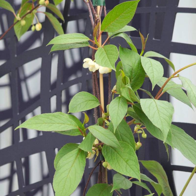 Magnolia grimpant à grandes fleurs, Schisandra à fleurs Blanche - feuillage Persistant - Godet - 5/20 cm-  hauteur à maturité De 5,00 m à 10,00 m - Image 4