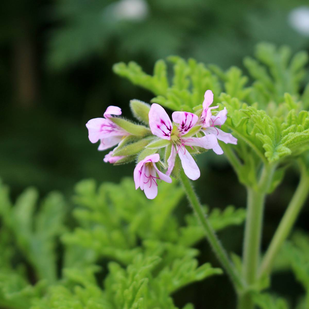 Pelargonium odorant White Graveolens - Géranium à forte odeur Godet de 8/9 cm