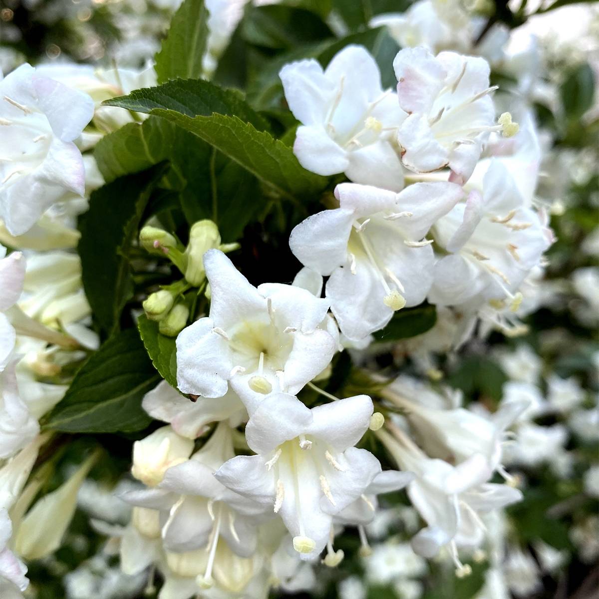 Weigela Snowflake Godet de 8/9 cm