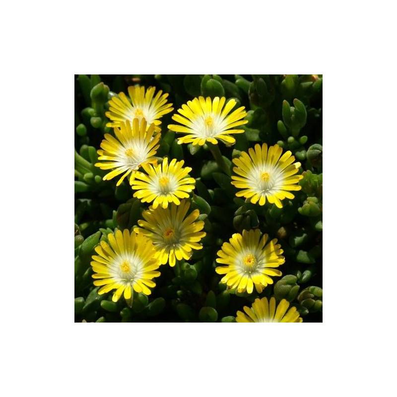 Delosperma Jewel of Desert Peridott®, Pourpier vivace à fleurs Jaune/ - feuillage Persistant - Godet - 5/20 cm - Image 3