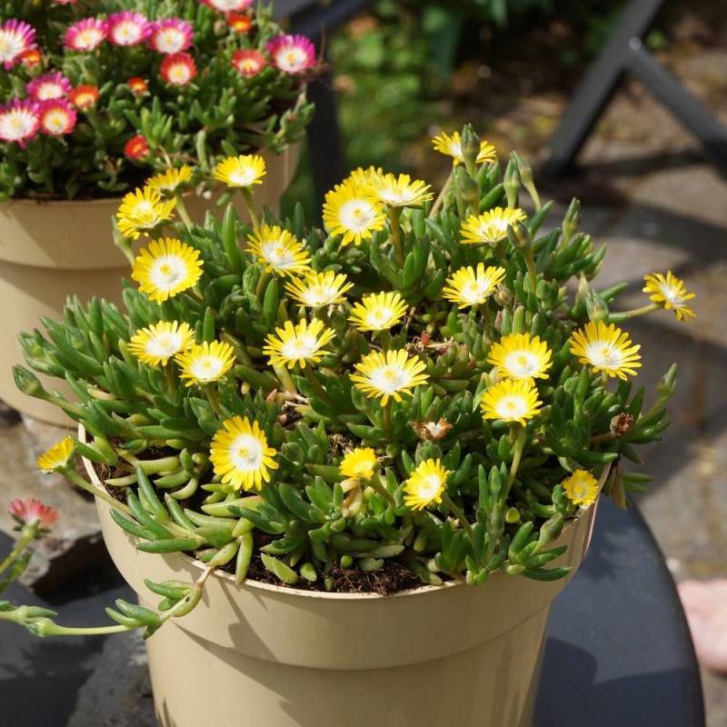 Delosperma Jewel of Desert Peridott®, Pourpier vivace à fleurs Jaune/ - feuillage Persistant - Godet - 5/20 cm - Image 1