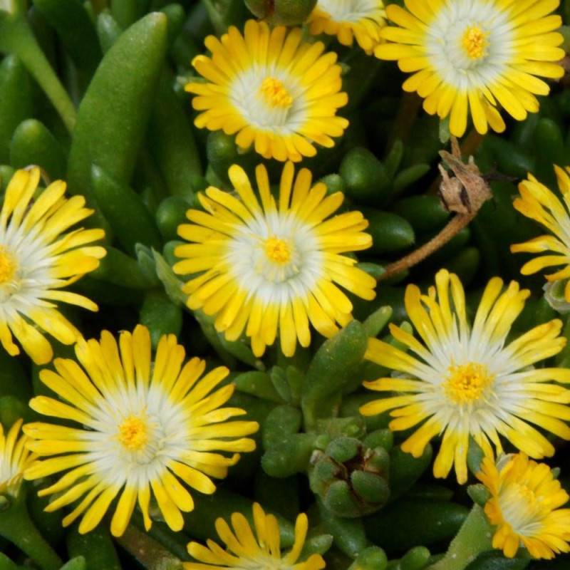 Delosperma Jewel of Desert Peridott®, Pourpier vivace à fleurs Jaune/ - feuillage Persistant - Godet - 5/20 cm - Image 2