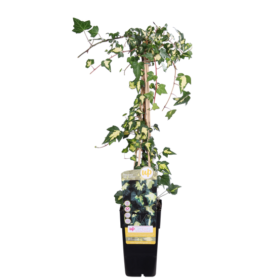 Hedera Colchica 'Dentata Variegata' - D15 H65cm - Image 1