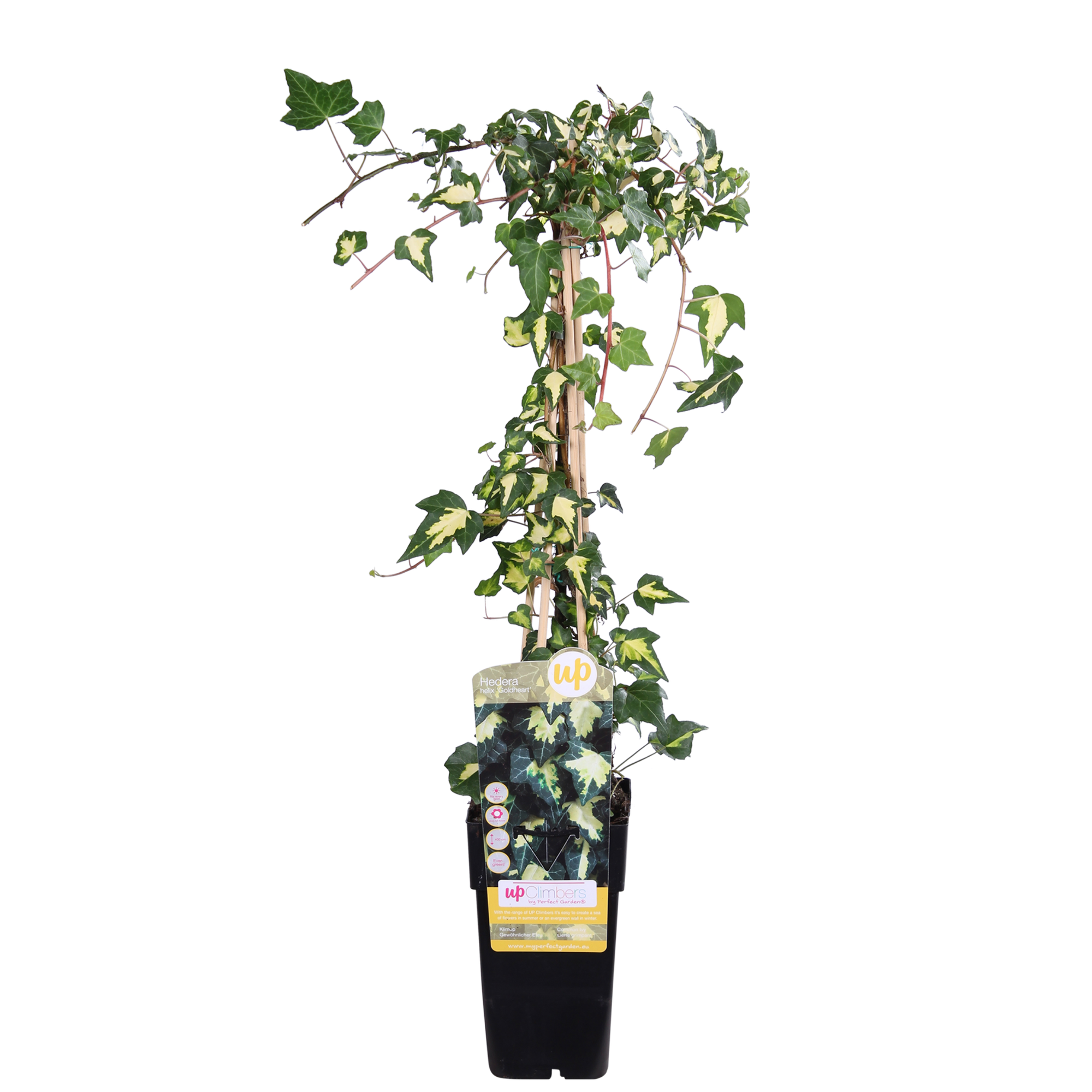 Hedera Colchica 'Dentata Variegata' - D15 H65cm - Image 1