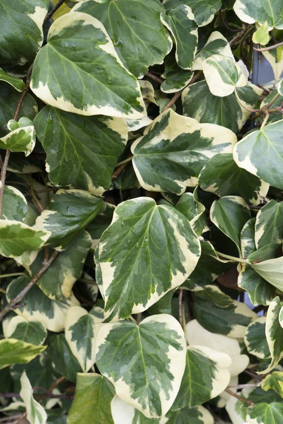 Hedera Colchica 'Dentata Variegata' - D15 H65cm - Image 3