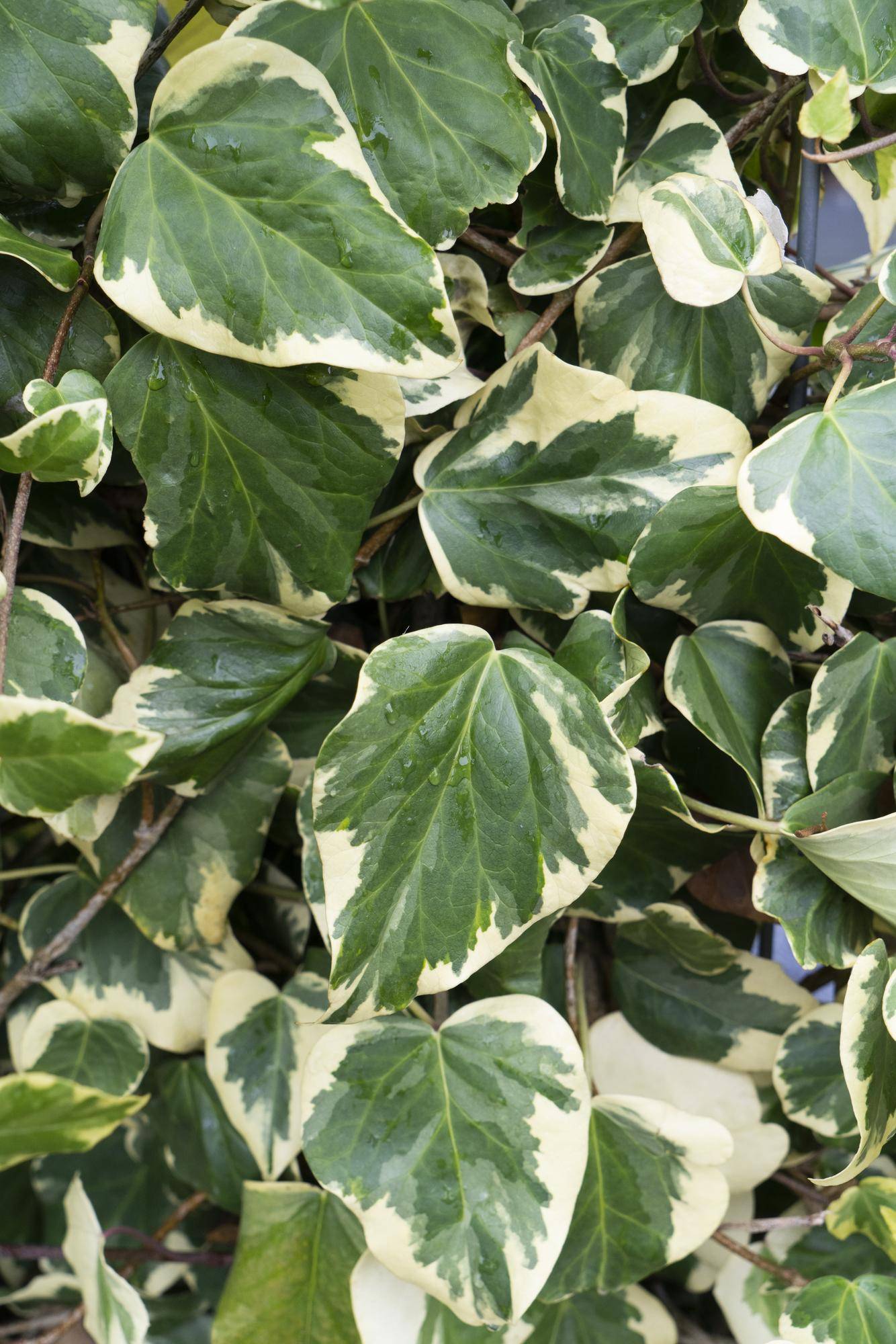 Hedera Colchica 'Dentata Variegata' - D15 H65cm - Image 3