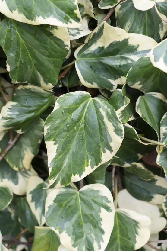 Hedera Colchica 'Dentata Variegata' - D15 H65cm - Image 2