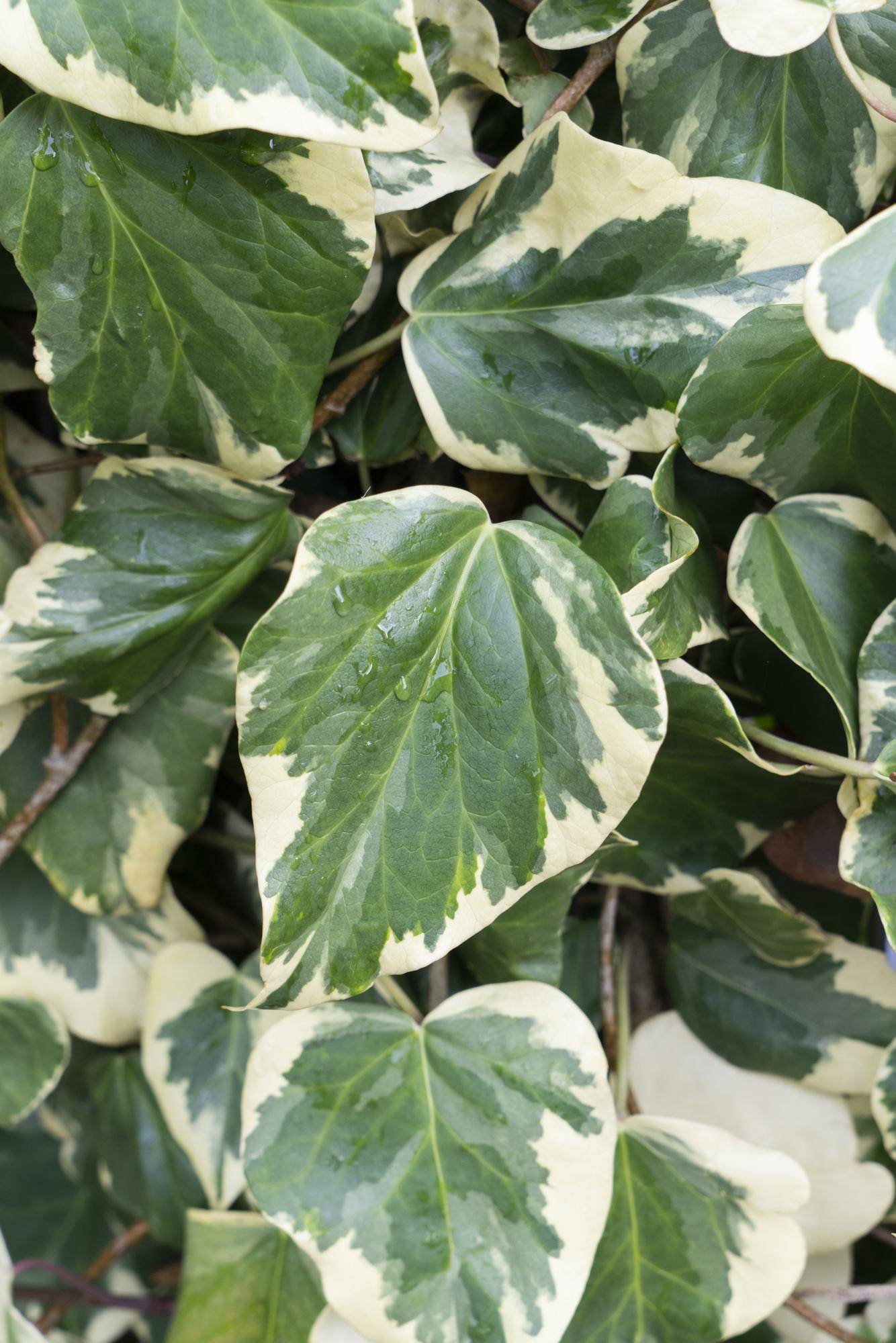 Hedera Colchica 'Dentata Variegata' - D15 H65cm - Image 2