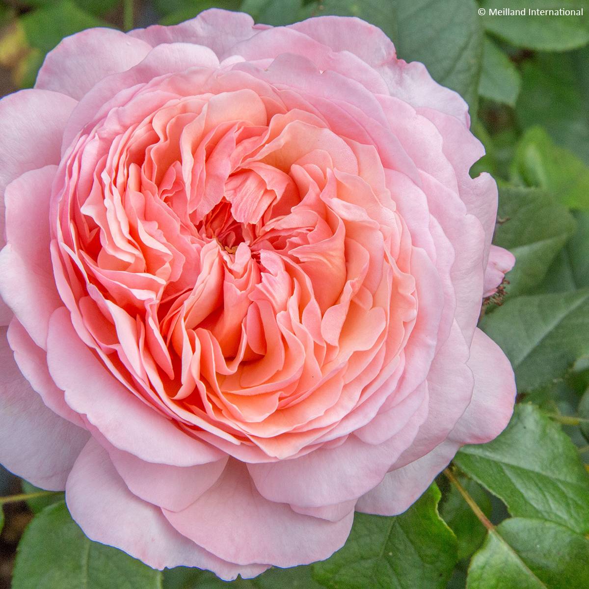 Promesse de Fleurs - Rosier à grandes fleurs Jean de la Fontaine Racines nues en motte