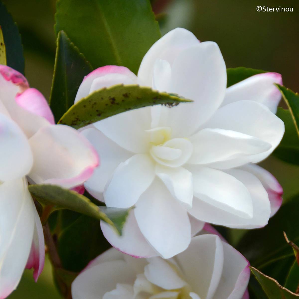 Camélia d'automne Blush – Camellia sasanqua Pot de 4L/5L