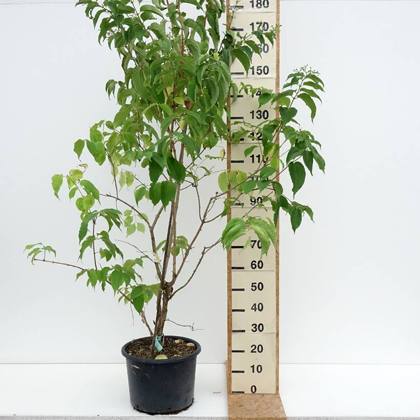 Heptacodium miconioides Pot de 20L/25L - Image 2