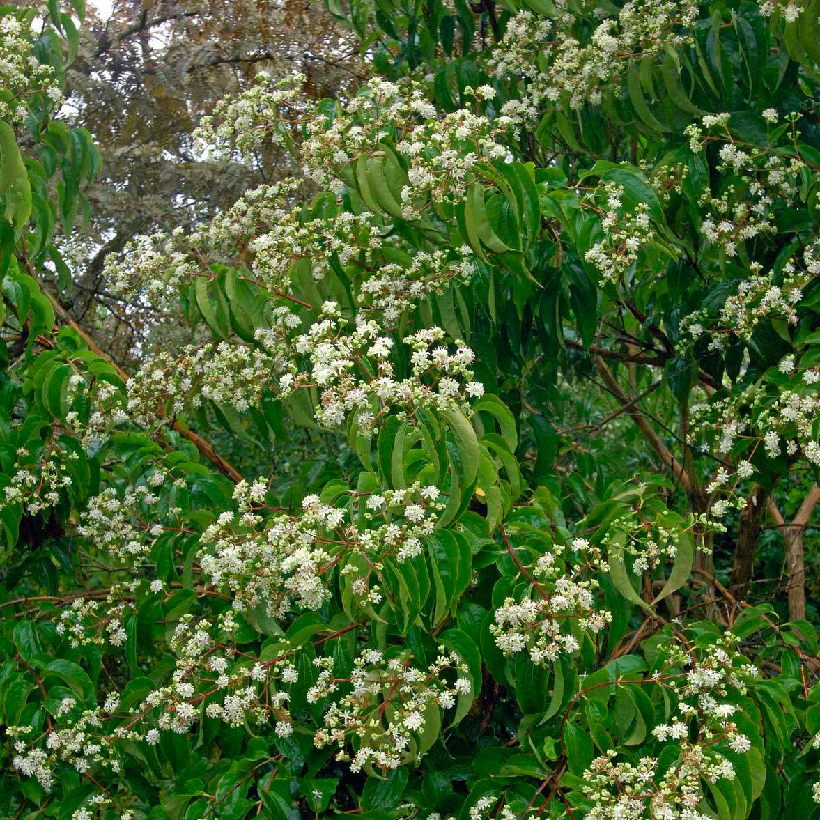 Heptacodium miconioides Pot de 20L/25L - Image 1