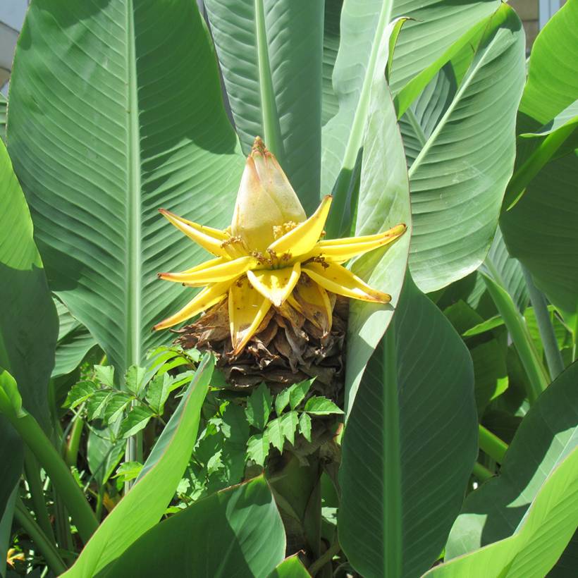 Promesse de Fleurs - Musella lasiocarpa - Bananier nain Pot de 2L/3L - Image 1