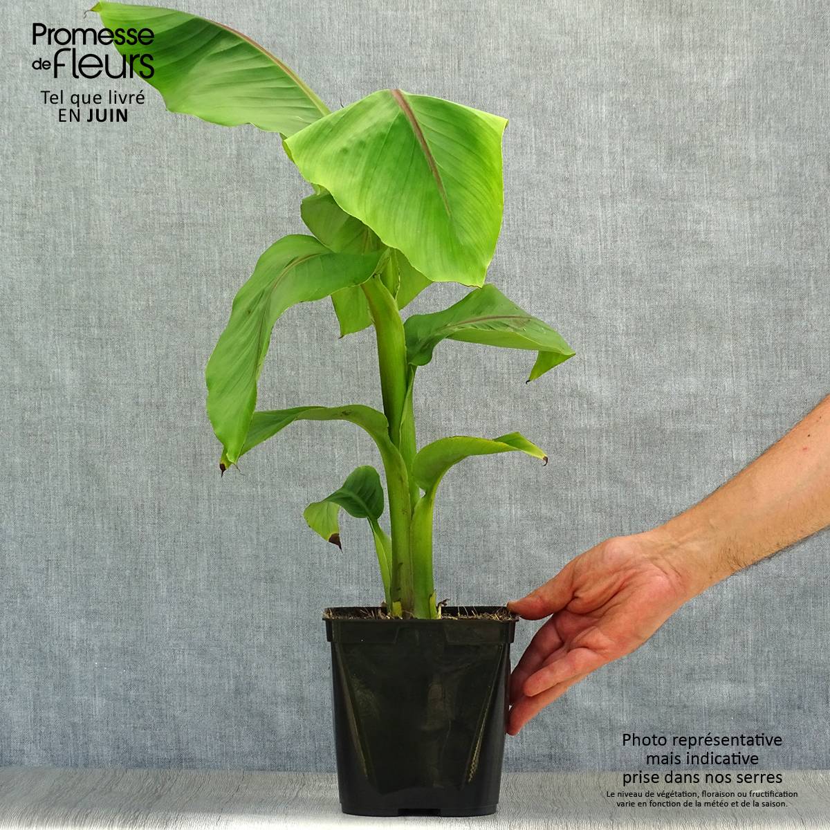 Promesse de Fleurs - Musella lasiocarpa - Bananier nain Pot de 2L/3L - Image 2