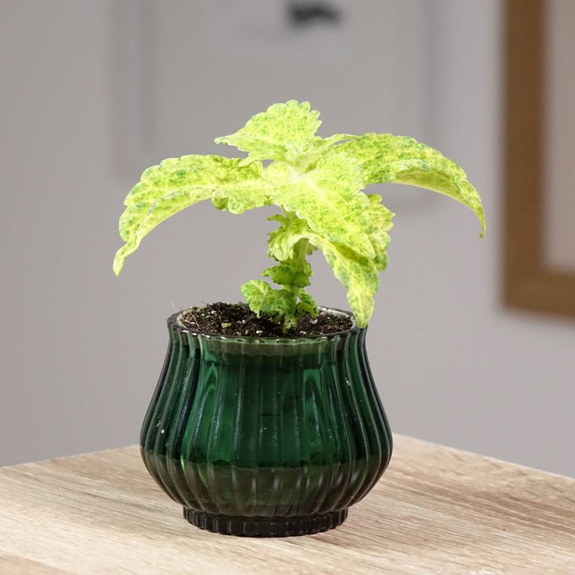 Coleus MS River Walk Mini-plante