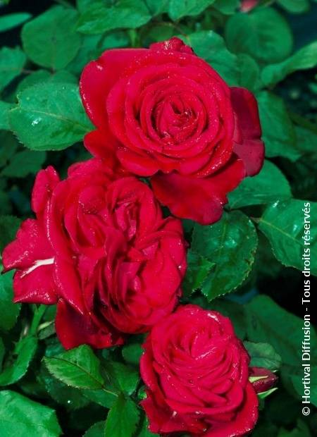 Rosier tige Dominica Intercomdoor Pot de 7,5L/10L, Tige, Tige de 120/150