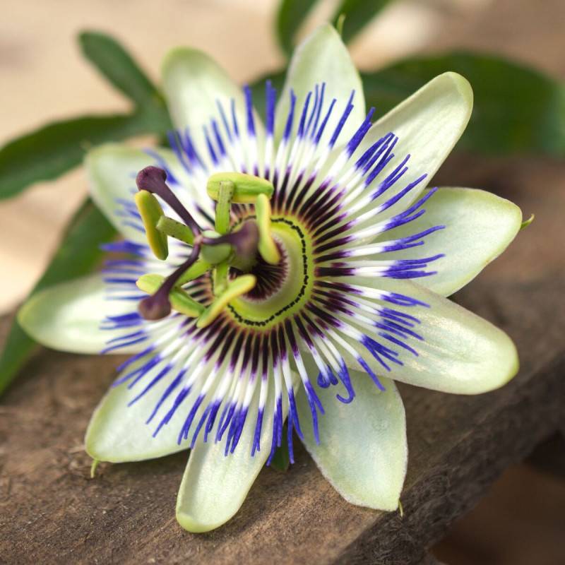Passiflore bleue, Fleur de la passion à fleurs Blanche - feuillage Caduc - Pot de 2L - Tuteur bambou 60/90 cm-  hauteur à maturité De 3,00 m à 5,00 m - Image 1
