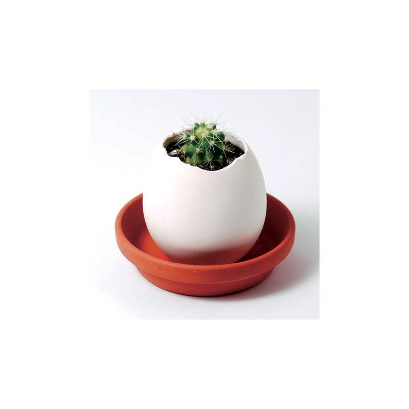 Noted - Kit Oeuf Cactus Prêt à Pousser - Noted - Image 1