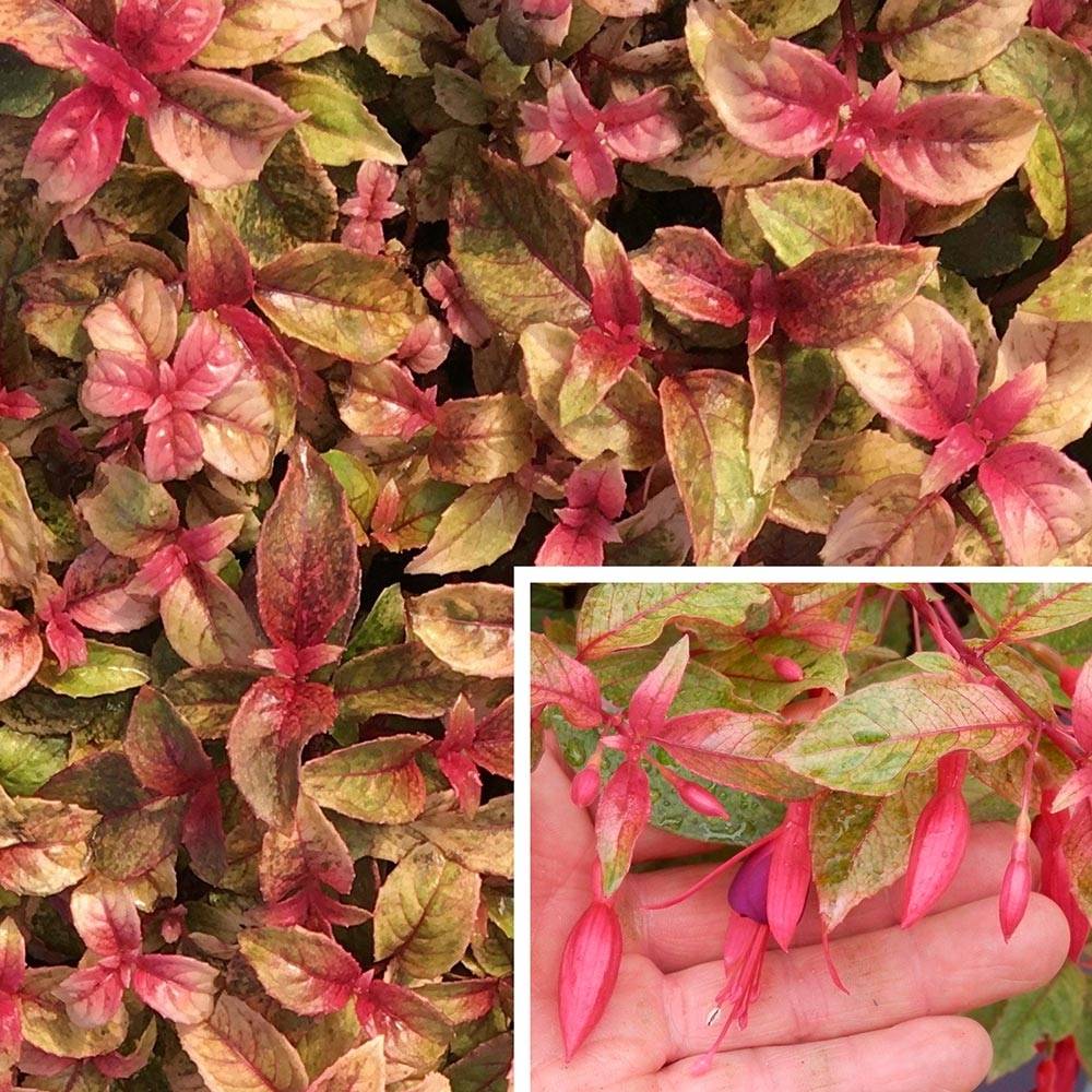 Promesse de Fleurs - Fuchsia rustique Happy Birthday Pot de 1L/1,5L