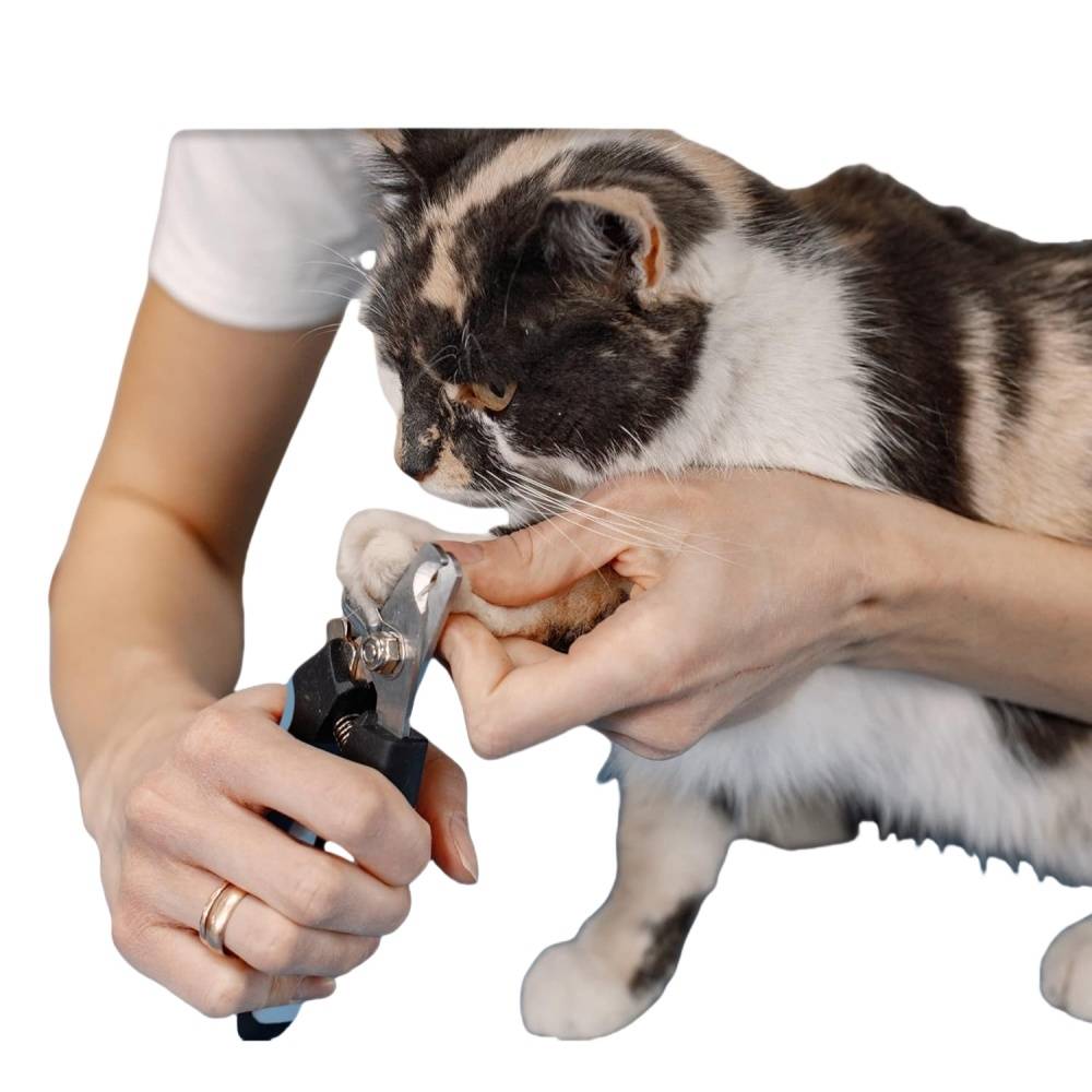 IntiMeg - Coupe - griffes pour chien et chat IntiMeg - Image 3