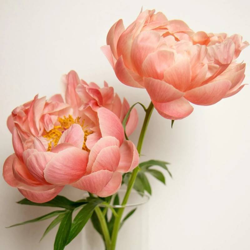 Pivoine herbacée Coral Sunset à fleurs Orange - feuillage Caduc - Pot de 2 litres-  hauteur à maturité De 0,50 m à 1,00 m