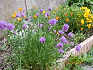 Promesse de Fleurs - Ciboulette - Civette Godet de 8/9 cm