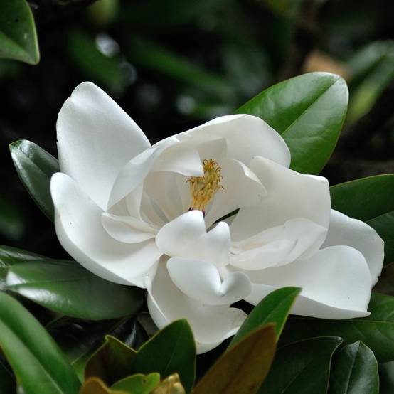 Promesse de Fleurs - Magnolia grandiflora Purpan Pot de 7,5L/10L