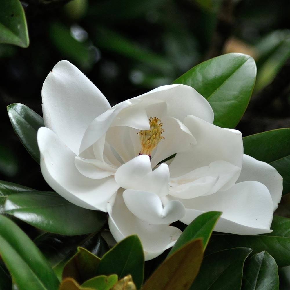 Promesse de Fleurs - Magnolia grandiflora Purpan Pot de 7,5L/10L