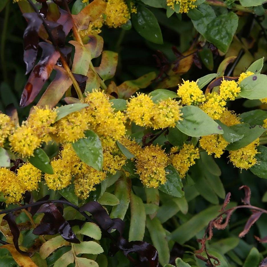 Verge d'or naine Golden Fleece - Solidago sphacelata Golden Fleece Godet de 8/9 cm