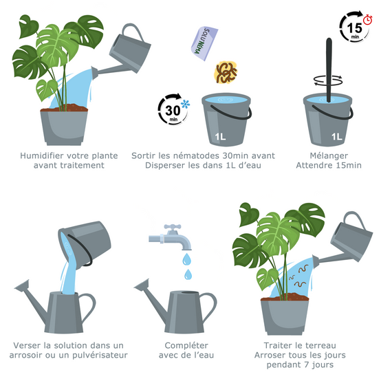 Solunéma - Nématodes SF contre la Mouche du Terreau - 10 millions Steinernema Feltiae - Traitement pour 40 pots soit environ 20m² - Image 3