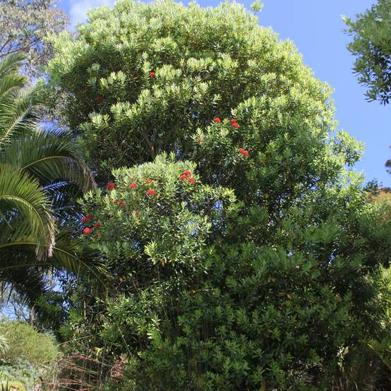Metrosideros Mistral - Arbre de Noël de Nouvelle-Zélande Pot de 4L/5L - Image 1
