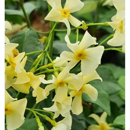 Jasmin étoilé Star of Toscane® 'Selbra' à fleurs Jaune - feuillage Persistant - Godet - 5/20 cm- hauteur à maturité De 3,00 m à 5,00 m - Image 6