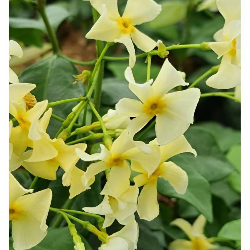 Jasmin étoilé Star of Toscane® 'Selbra' à fleurs Jaune - feuillage Persistant - Godet - 5/20 cm-  hauteur à maturité De 3,00 m à 5,00 m - Image 6